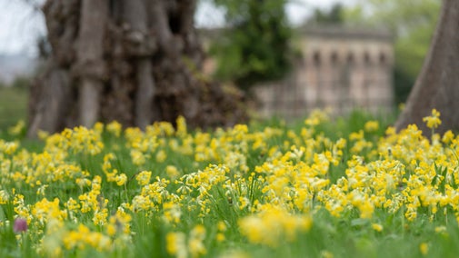 Cowslips in bloom at Gibside, Tyne and Wear